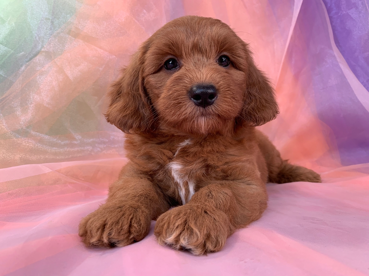 Male Mini Goldendoodle DOB 6-4-2022, $1800